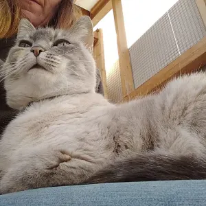 Aide à domicile, ménagère et lessive