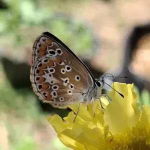 Nounou sorties d'ecoles et mercredis 