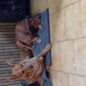 Pet-sitter passionnée a romagne. 
