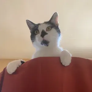 Recherche garde d'été pour un chat de 3 ans 