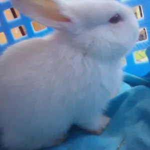 Dedicated Home Cleaner—Reliable & Attentive