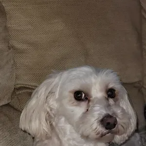 Dog sitting services near Barcelona 