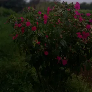 Aide a domicile à Montpellier 
