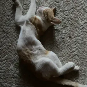 Gabriele Pet sitting Brianza disponibile 