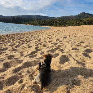 Pet Sitter près de Metz pour Week-End.