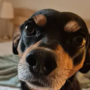 Ieškau  šuns prižiūrėtojo