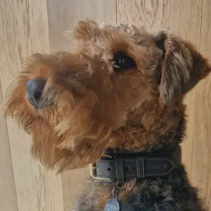 Recherche Pet-Sitter