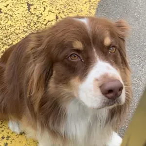 Aide en Anglais à enghein et au alentours 