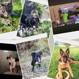 Pet sitteuse bords de Saône neuville et alentour
