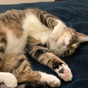 Pet-Sitter à Mauguio / Montpellier