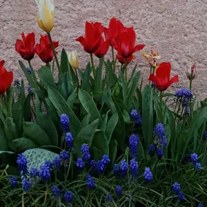 Femme de ménage, aide domicile