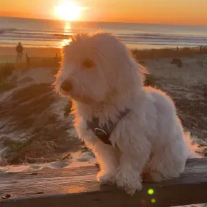  Pet- Sitters à La Rochelle!!!