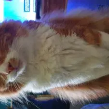 Un chat à garder pendant les vacances scolaire