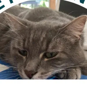 A la recherche d'un(e) gardien(nne) pour Minou