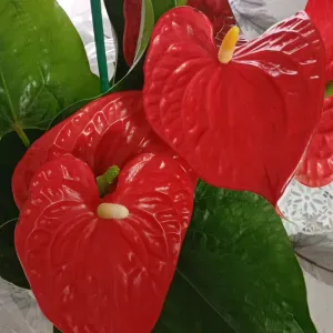 Pulizie domestiche,lavare, stirare, cucinare 