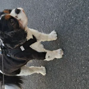 Offre d'emploi pour un(e) petsitter à Chennevières-sur-...