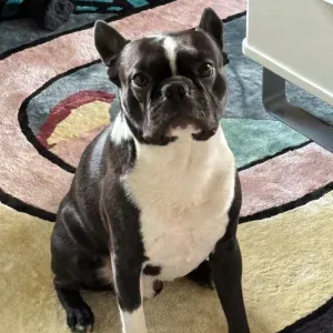 À la recherche d'une garde pour un chien 