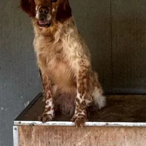 cero dog sitter Vinci