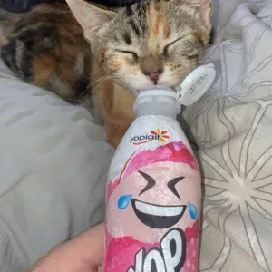 Étudiant aimant les animaux, j'habite à Montauban