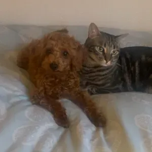 Busco cuidador gatos en vitoria