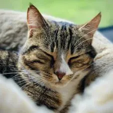 Recherche garde autres animaux à Yvetot