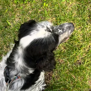 Preciso de alguém responsável para passear o meu cão idoso 