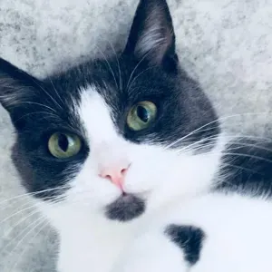 Je cherche un(e) petsitter près de chez moi