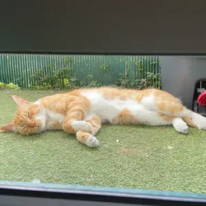 Amoureuse de nos animaux à quatre pattes 