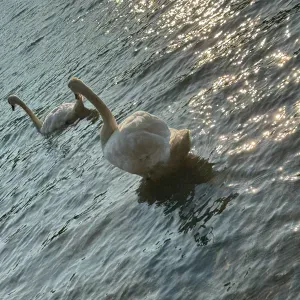Femme de ménage à Lyon je suis sérieuse 