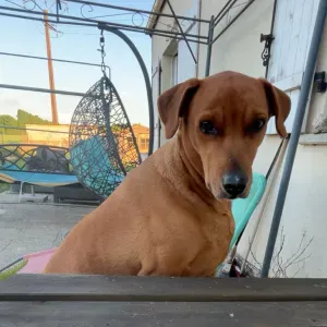 Pet-Sitter à Chateau Thierry ou dans le 77!