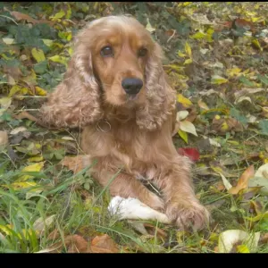 Pet-Sitter expérimentée proche de Rennes