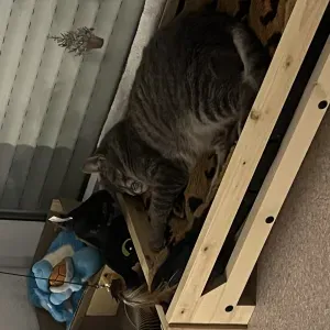 Pet sitter dans le Doubs mais pas partout 