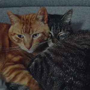 Garde d'animaux sérieuse et attentionnée