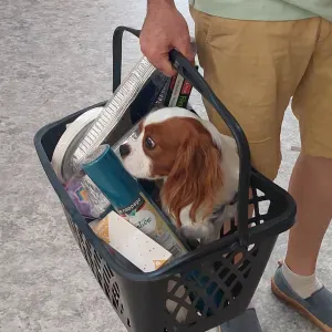 Demande une femme de ménage 