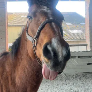 Pet-sitter Metz recherche animaux à garder 