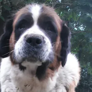 Vacances pour animaux toute l'année 