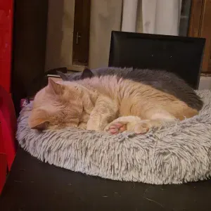 Jeune Pet-Sitter à Paris de 17 ans