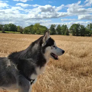 Femme de menage sur carcassonne 