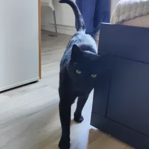 Un pet-sitter pour mon chat Compote