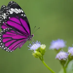 Pet sitter dans le 78 et proche 27