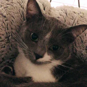 Zuverlässige Haushaltshilfe & Tierbetreuung 