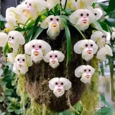 Recherche ménage/repassage