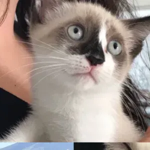 Busco cuidador de gatos en Alcoy