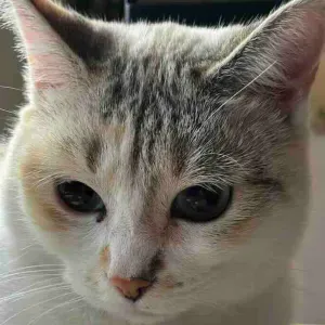 Bonjour, je cherche un lieu pour mon chat ...