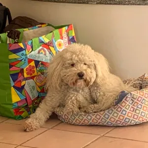 Posizione per Petsitter a Sanremo 