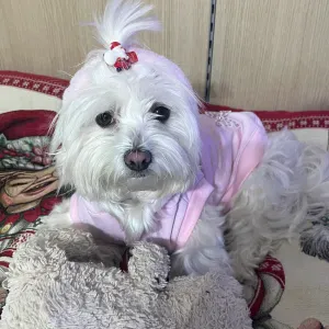 Offerta di lavoro per petsitter a Osio Sotto