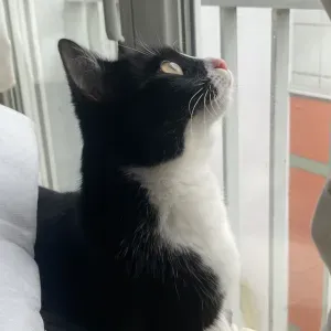 Baby-sitter sérieuse sur Paris !