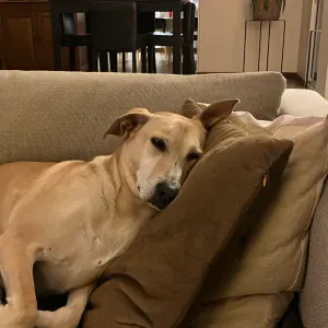 Pet-Sitter à Nice , Saint-Tropez ☺️