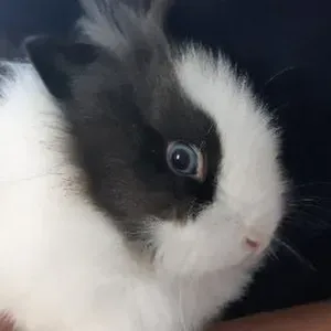 Recherche Petsitter pour lapine Keiko 