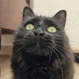 Pet-sitter sur Montelimar et environs